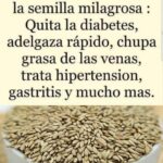 La Semilla Milagrosa: Beneficios y Usos para la Salud