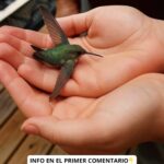 El Significado Espiritual de un Colibrí en Tu Hogar