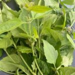 La Planta Milagrosa: Descubre los Usos Tradicionales de la Siam Weed