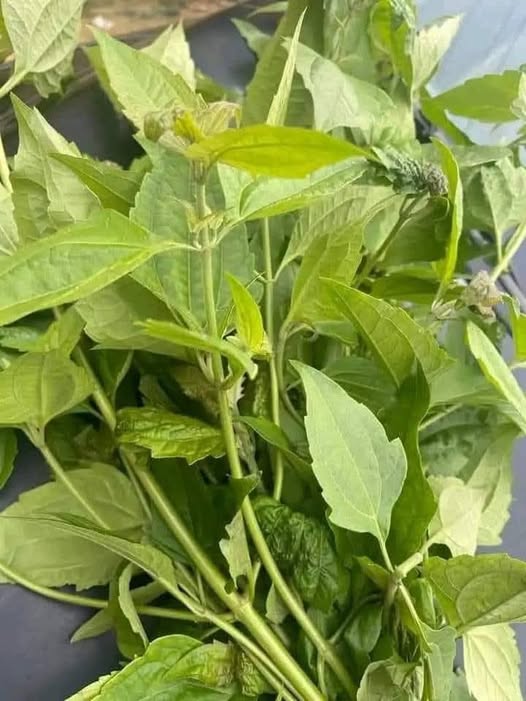 Planta Siam Weed