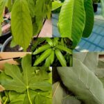 Cinco Hojas Milagrosas para Combatir Enfermedades Comunes