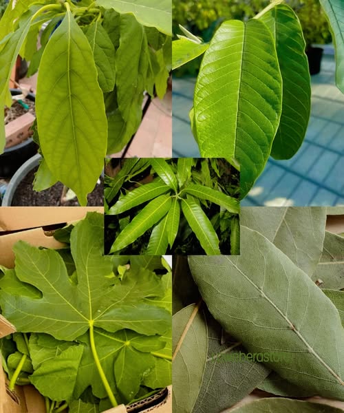 Hojas de plantas medicinales