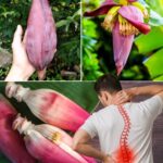 Flores de Banano: Un Tesoro Natural para tu Salud y Cocina