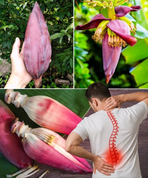 Flores de Banano
