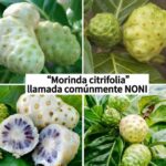 Propiedades del Noni: Un Superalimento para la Salud