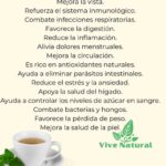 Té de Orégano en las Mañanas: Receta Tradicional y Beneficios para Tu Salud