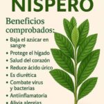 Los Asombrosos Beneficios de la Hoja de Níspero para la Salud