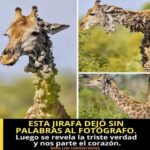 La Jirafa que Conmovió al Mundo: Una Historia de Esperanza y Cambio