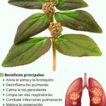 Descubre el Potencial del Epazote: El Oro Verde para tus Pulmones