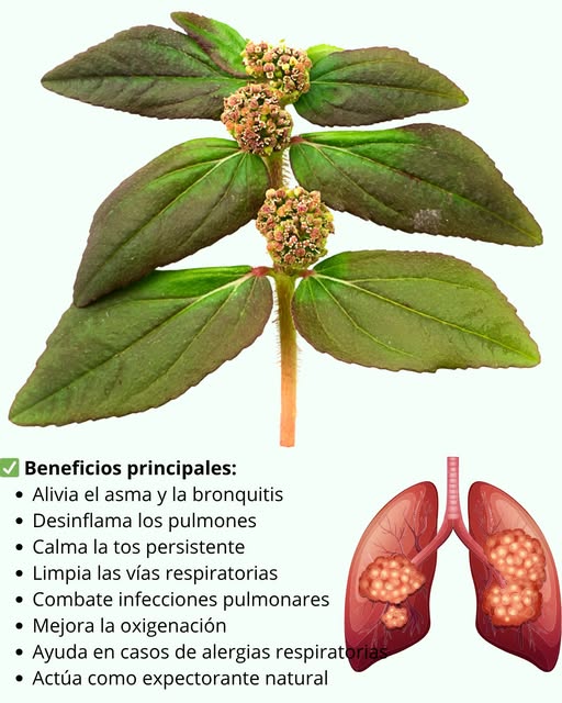 Beneficios del Epazote para la Salud Respiratoria