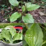 Llantén de Hoja Ancha: La Farmacia Natural a Tus Pies