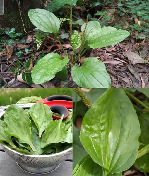 Hojas de Llantén de Hoja Ancha