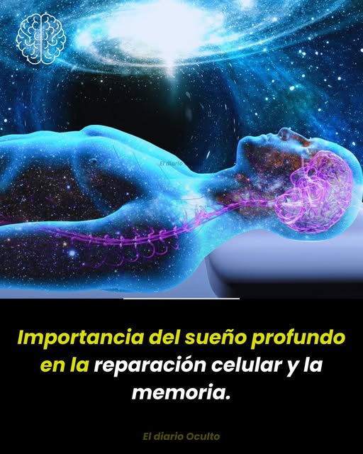 Importancia del sueño profundo en la reparación celular y la memoria