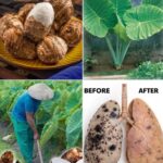 Descubre los Poderes del Taro: Recetas y Beneficios para la Salud