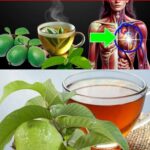 9 Enfermedades que se Curaron con Té de Hojas de Guayaba: Beneficios y Preparación