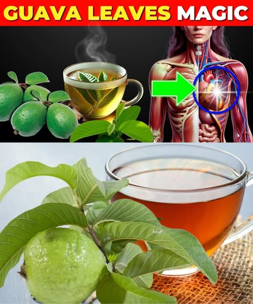 Té de hojas de guayaba