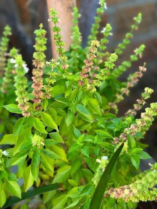Hojas de albahaca