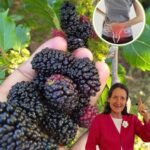 Las Moras: El Árbol Antiguo de la Abuela y Sus Increíbles Beneficios para la Salud