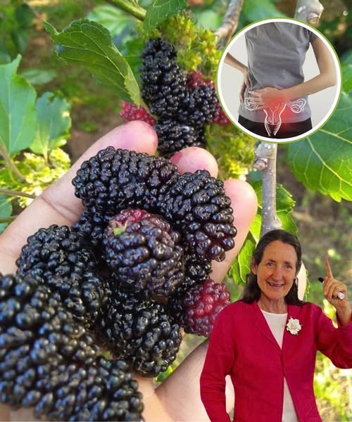 Imagen de moras
