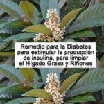 Los Beneficios del Níspero: Un Remedio Natural para la Diabetes y la Salud Hepática