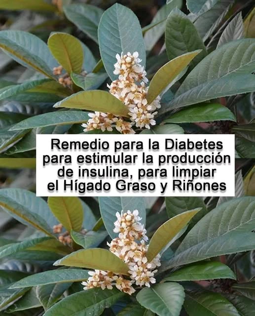Hojas y flores de níspero