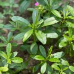 El Secreto de las Abuelas: Usos Medicinales del Water Leaf que la Ciencia Confirma