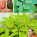 Hoja de la Vida: El Milagro Natural para tus Pulmones