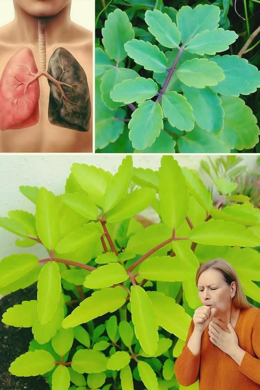 Hoja de la Vida y su Beneficios para la Salud Pulmonar