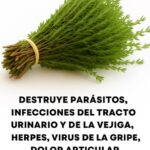 La Planta Más Poderosa: Remedios Naturales para la Salud