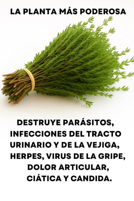 Planta medicinal poderosa