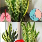 Cómo Hacer Florecer la Planta Lengua de Suegra: Beneficios y Cuidados