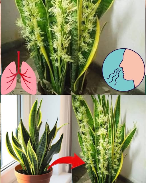 Lengua de suegra florecida