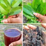 Bebidas Naturales para Mejorar la Salud: Circulación, Presión Arterial y Más