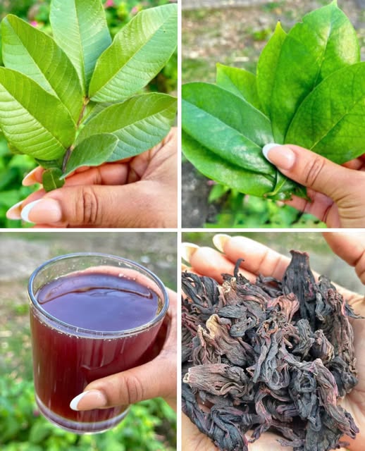 Hojas de guayaba y flor de hibisco