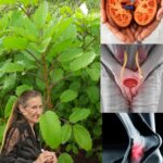 La Hoja de Aire: Un Tesoro Natural para Tu Salud