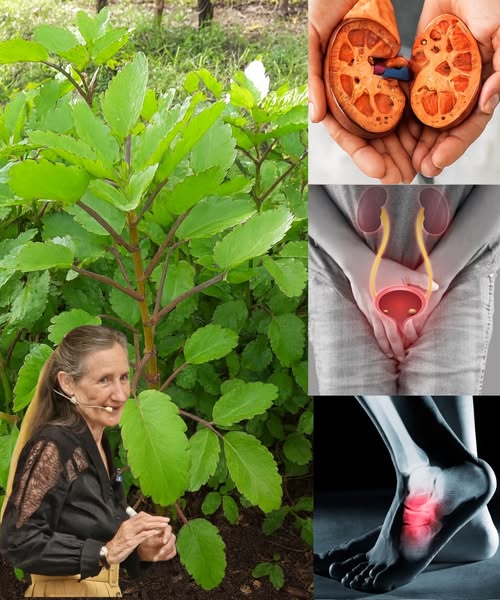 Beneficios de la Hoja de Aire