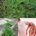 Rompepiedras: el aliado herbal contra los cálculos renales