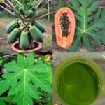 Las Hojas de Papaya: Un Tesoro Subestimado para la Salud Natural
