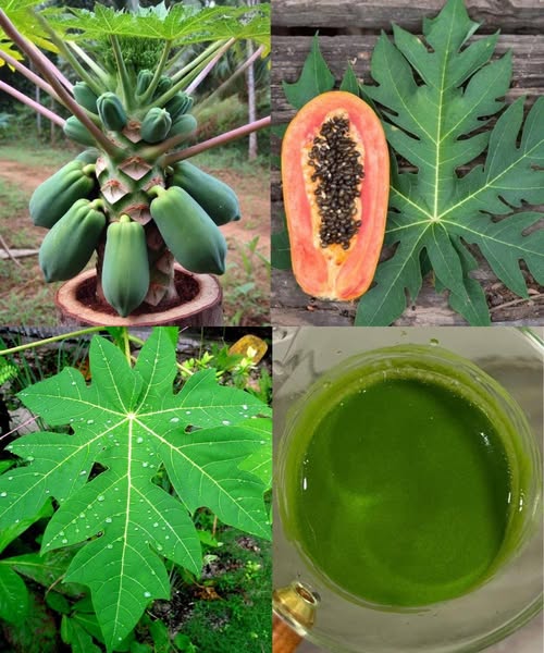 Hojas de Papaya