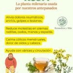 Descubre los Beneficios de la Ruda: Un Remedio Natural para el Bienestar