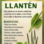 Descubre los Secretos Medicinales del Llantén, la Planta Ignorada