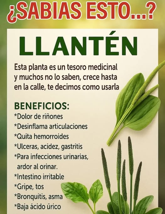 Llantén, la planta medicinal