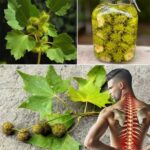 Los Sorprendentes Beneficios del Platanus: La Planta que Supera al Oro