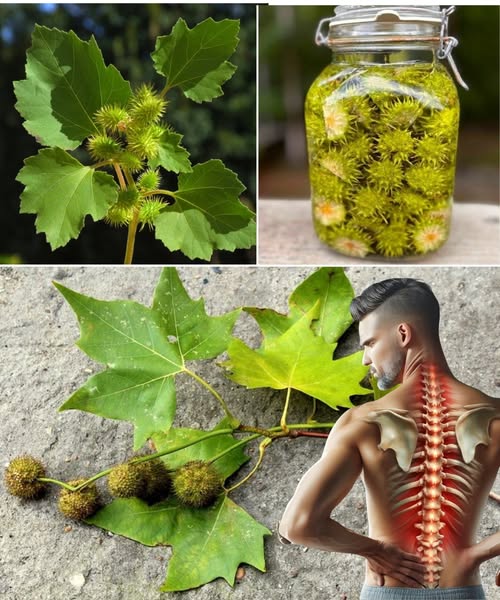 Hojas de Platanus y su preparación