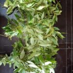 Descubre los Múltiples Beneficios del Laurel: Sabor y Salud en Tu Cocina