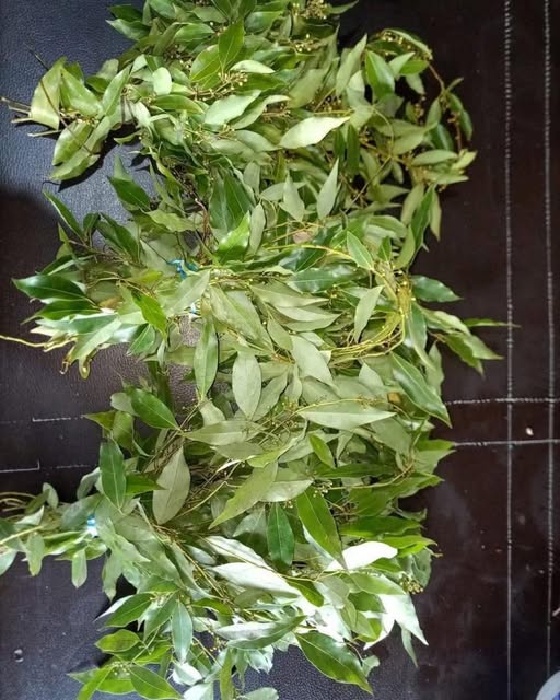 Hojas de Laurel