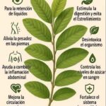Beneficios Sorprendentes de las Hojas de Guayaba para la Salud