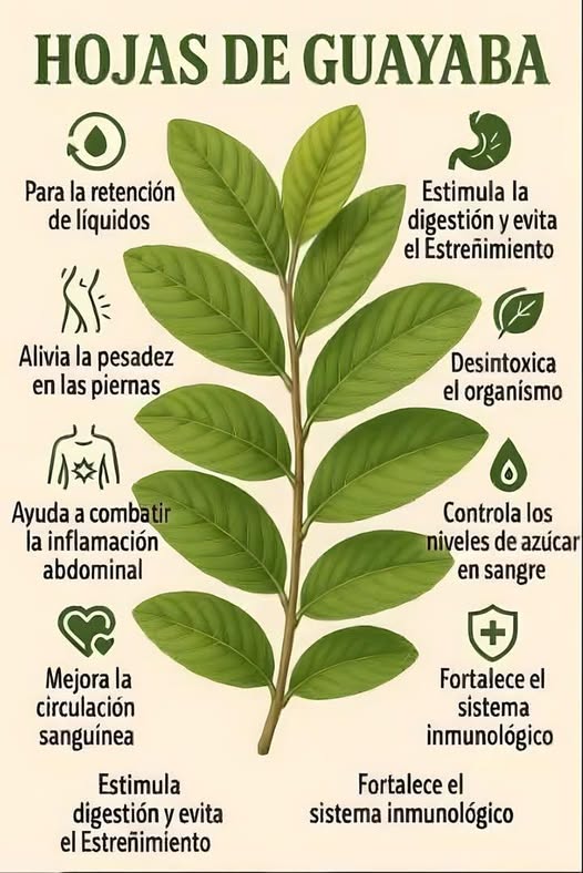 Beneficios de las hojas de guayaba