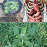 El Poder Oculto de la Hierba de Cordero: La Maravilla Sin Pretensiones de la Naturaleza