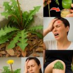 El Diente de León: Un Tesoro Natural para Tu Salud